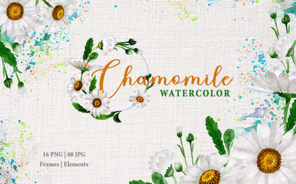 Chamomile White Watercolor Illustrations Review