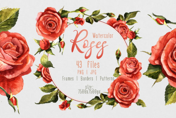 Red Roses Watercolor Flower Set & Illustrations