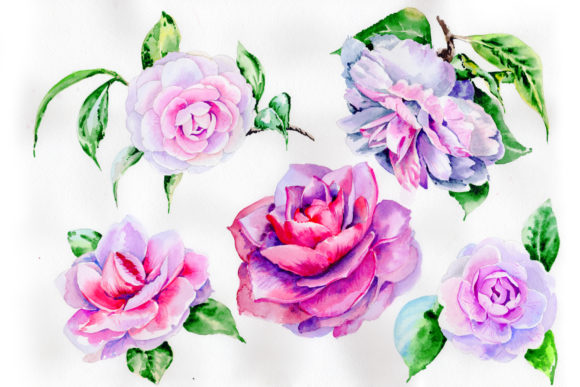 Stunning Pink Hulthemia Watercolor Set & Illustrations