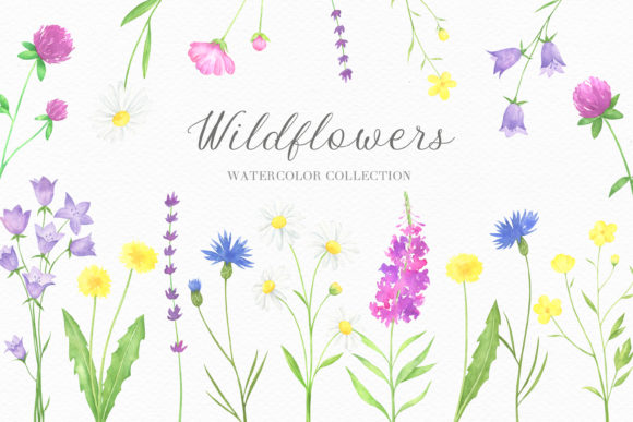 Summer Wildflowers Watercolor Collection Illustrations