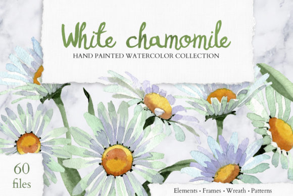 White Chamomile Flowers Watercolor Illustrations