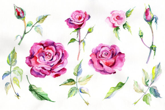 Wildflower Pink Rosa Watercolor Set Illustrations